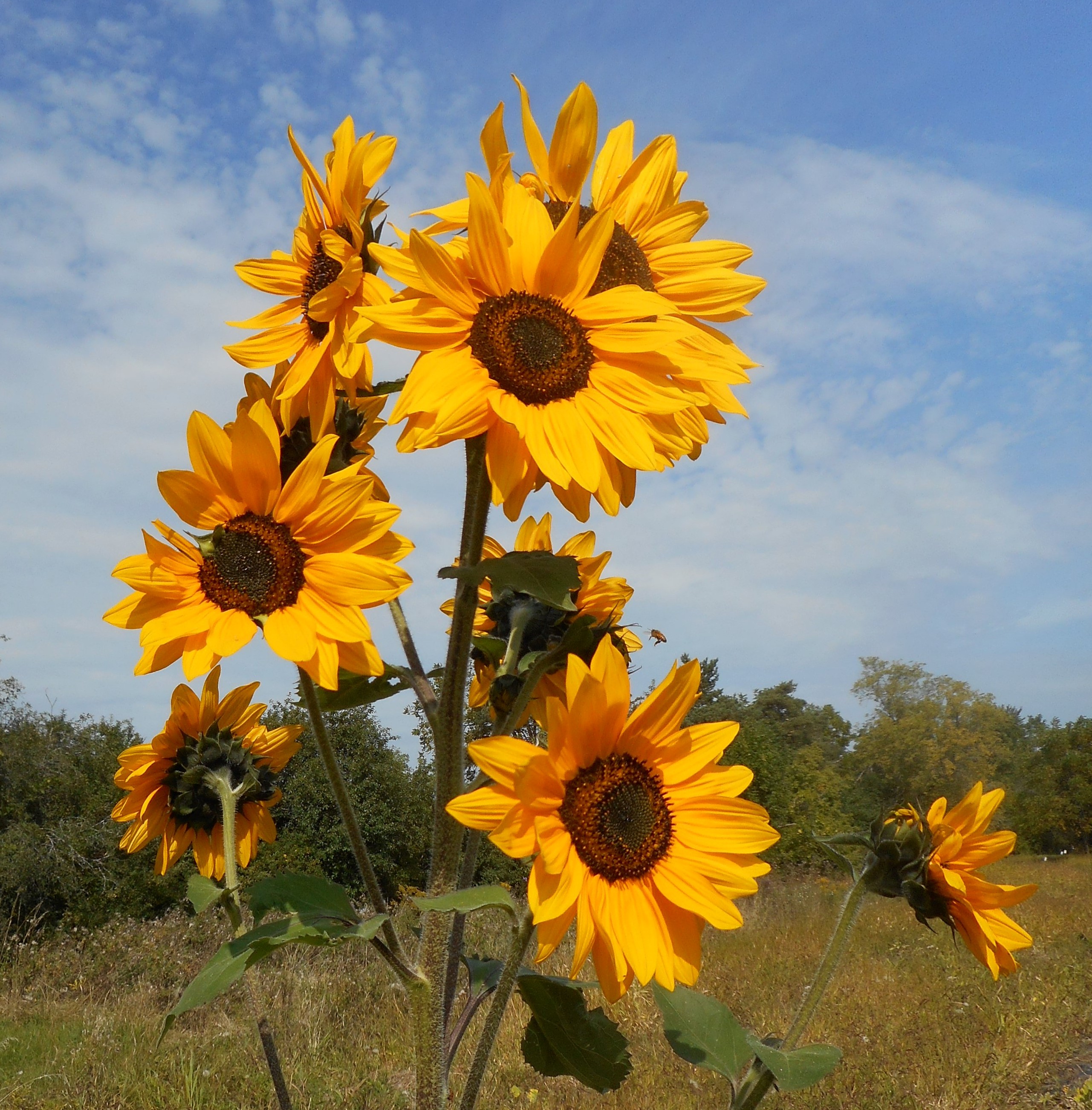 Sunflowers